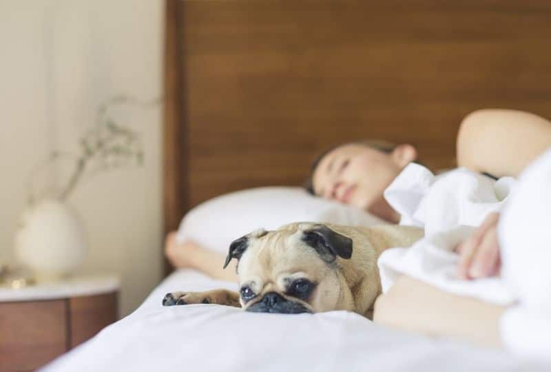 Parure de lit jaune imprimé pandas chien lit