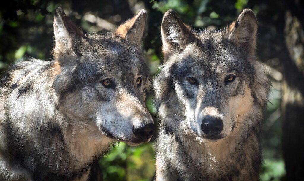 Parure de lit d'un couple de loups dans la nuit wolf ga1e7abf18 1280