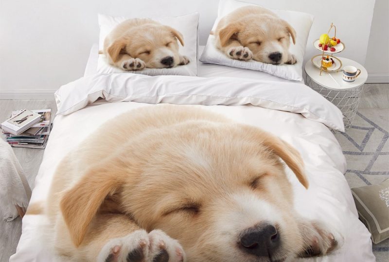 Parure de lit chiot roux qui dort. Bonne qualité, confortable et à la mode sur un lit dans une maison