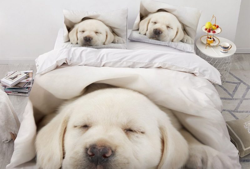 Parure de lit chiot blanc qui dort. Bonne qualité, confortable et à la mode sur un lit dans une maison